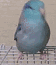 动物 鸽 鸽子 鸟 鸟类 56_65 gif 动态图 动图