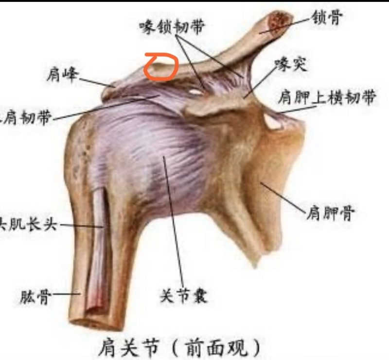 练完胸部卧推后,肩膀疼,摸一下有个凸起的痛点,大家有吗?