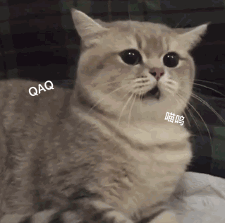 可爱*ω*英短,好想养一只