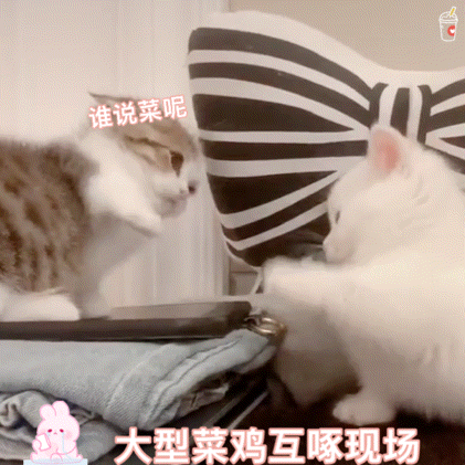 分享一些萌萌的撩妹表情包