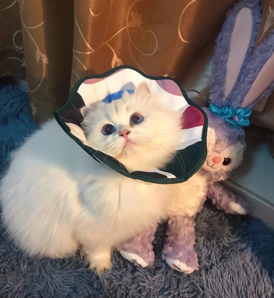 兄弟们看看我家这猫仙不仙