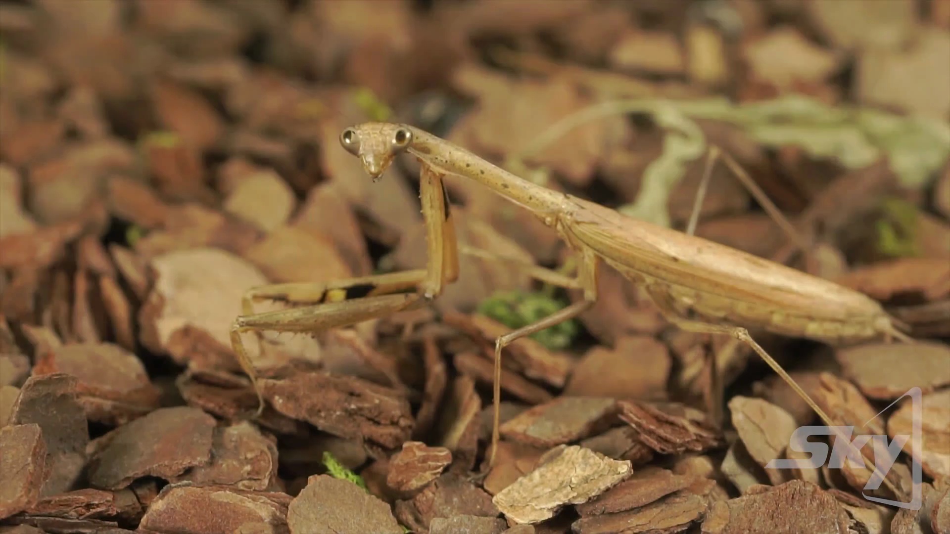 螳螂进食壁虎吃播视觉与听觉的双重享受zt