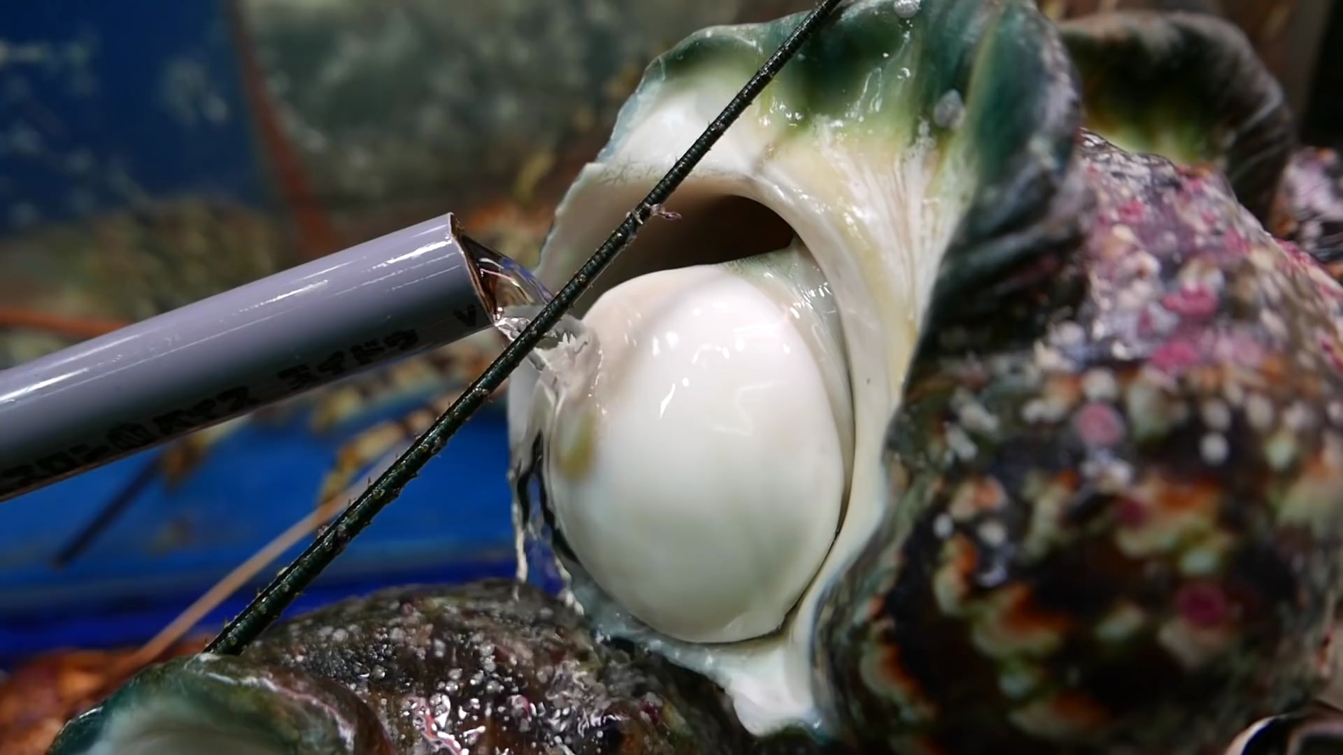 冲绳海鲜夜光蝾螺好看又好吃你喜欢吗