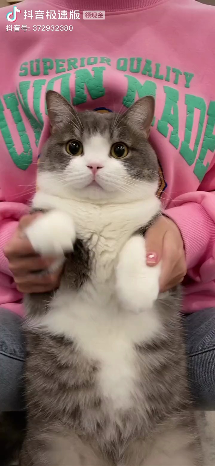 一只名叫土豆的猫咪