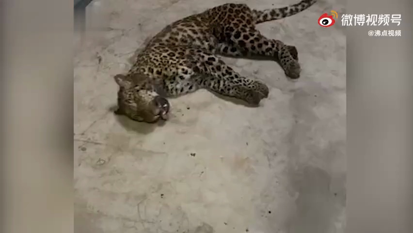 第二只外逃豹子后掌疑断裂缺失有明显血迹未做包扎