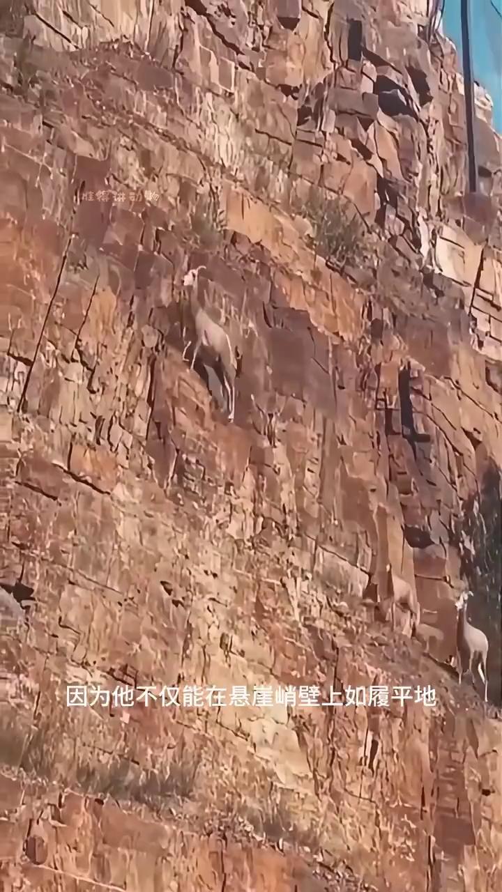 video-poster