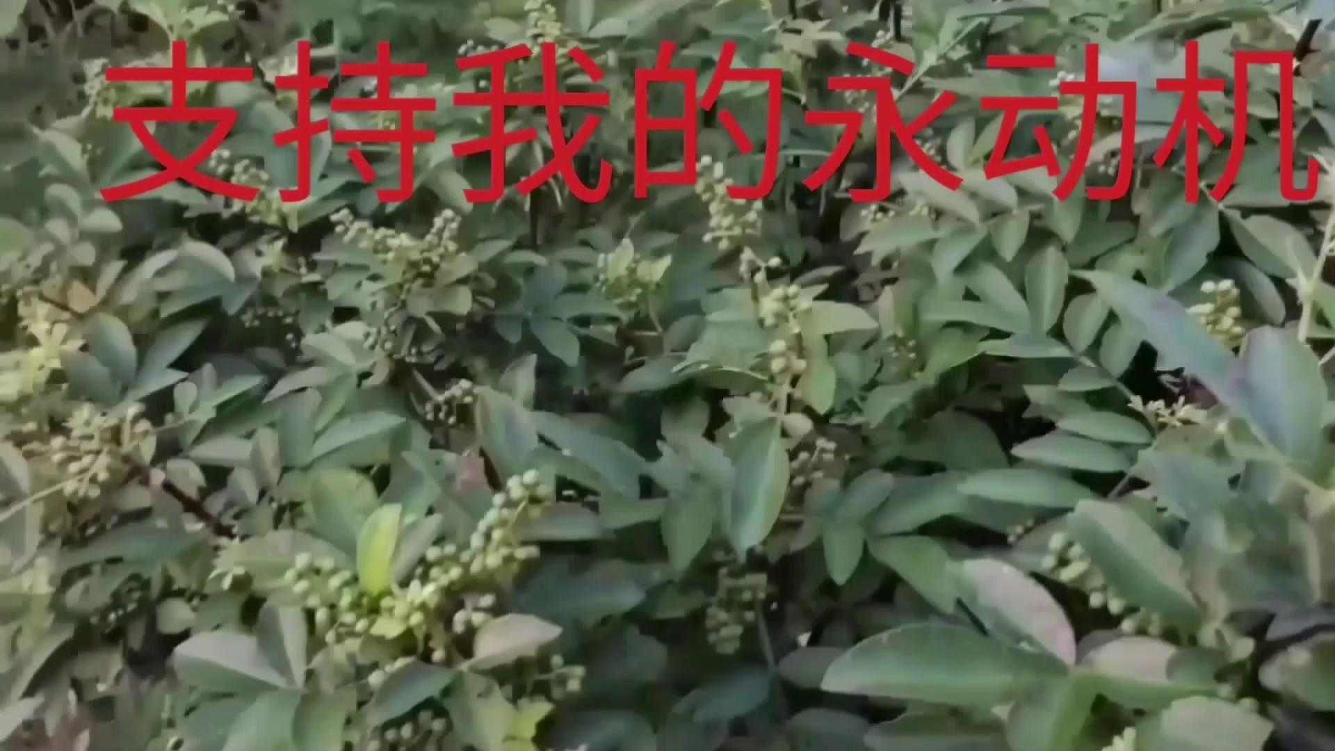 video-poster