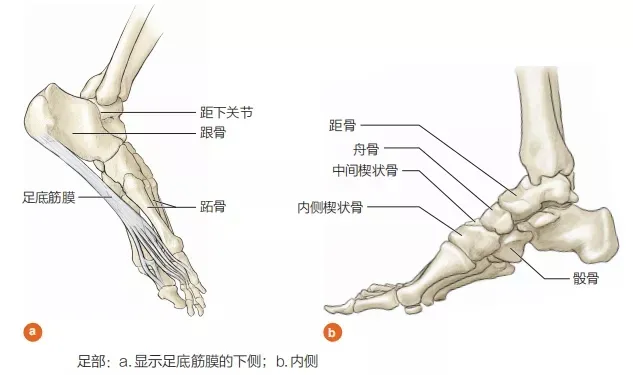 折磨着无数跑者的足底筋膜炎究竟该如何解决 跑步区 虎扑社区