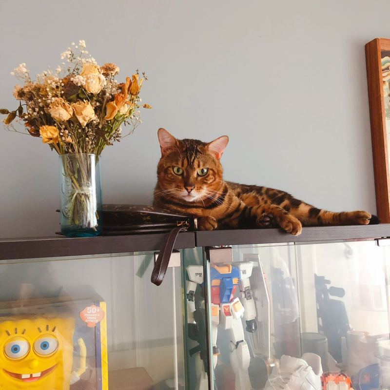 1万2的豹猫送富二代领养后我被拉黑 在线求怎么办 虎扑