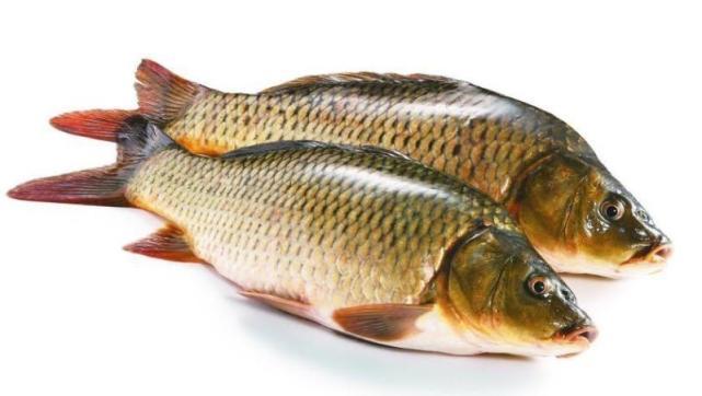 几种营养价值极高的鱼 你全都吃过吗 虎扑
