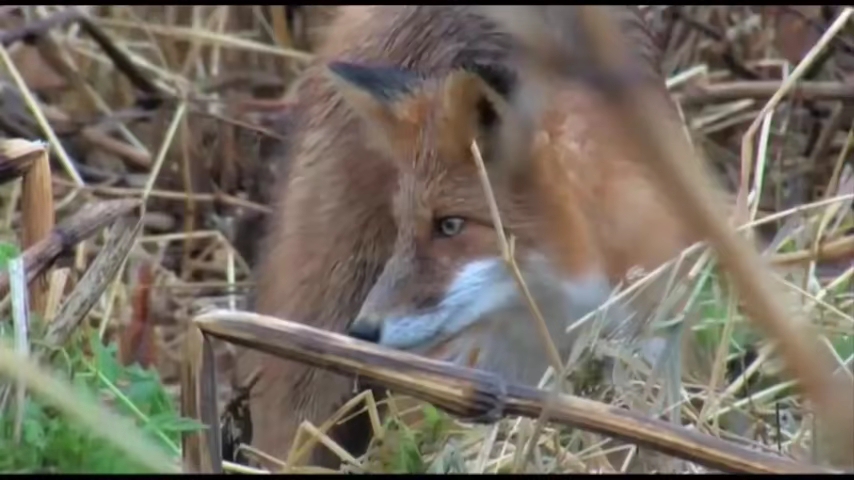 猫vs狐狸真打起来大家觉得谁会赢