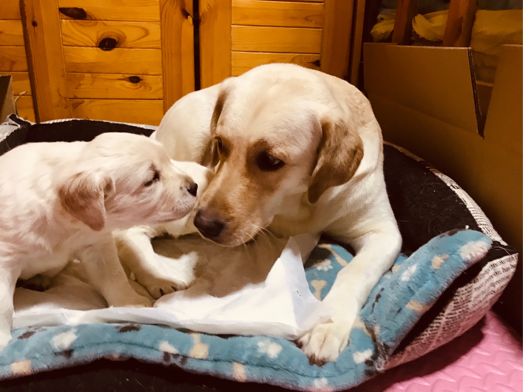 一定是特别的缘分 女子走亲戚途中 偶遇一年前丢失的宠物狗 虎扑