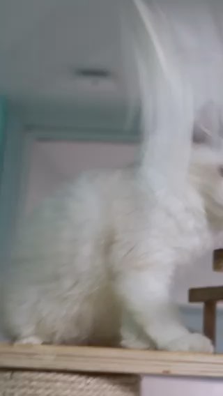 video-poster