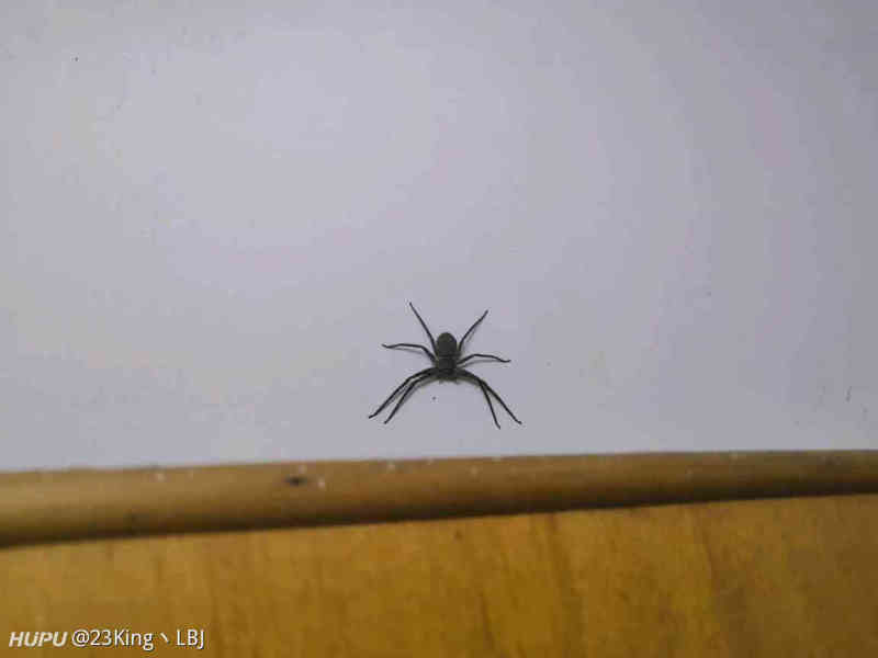 家里突然有这种蜘蛛怎么办 害怕的请略过 虎扑