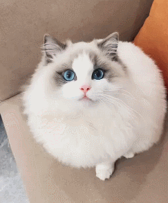 243_293gif 动态图 动图