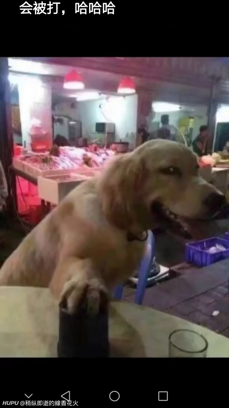 兄弟们求一波沙雕狗的表情包 虎扑