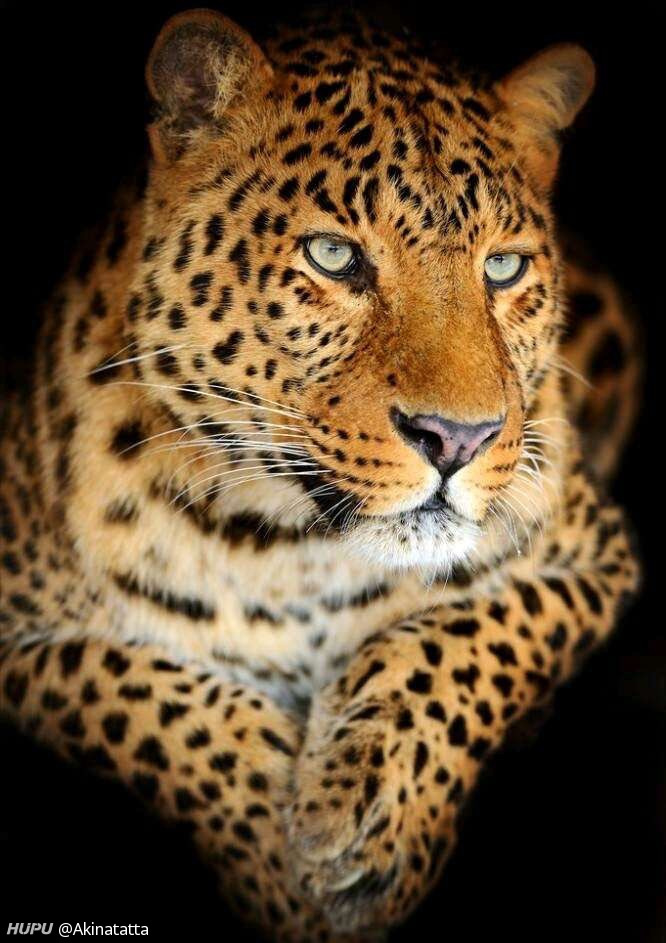 老虎 狮子 花豹 猎豹 谁的颜值最高?