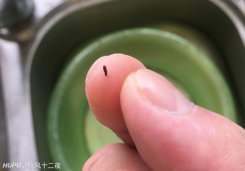 求教这是什么虫子,长得像蚂蚁