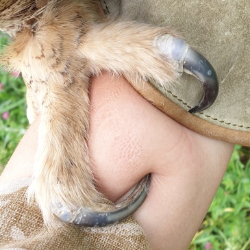 昆虫 猛禽 体重三公斤雕鸮的爪子,感受一下