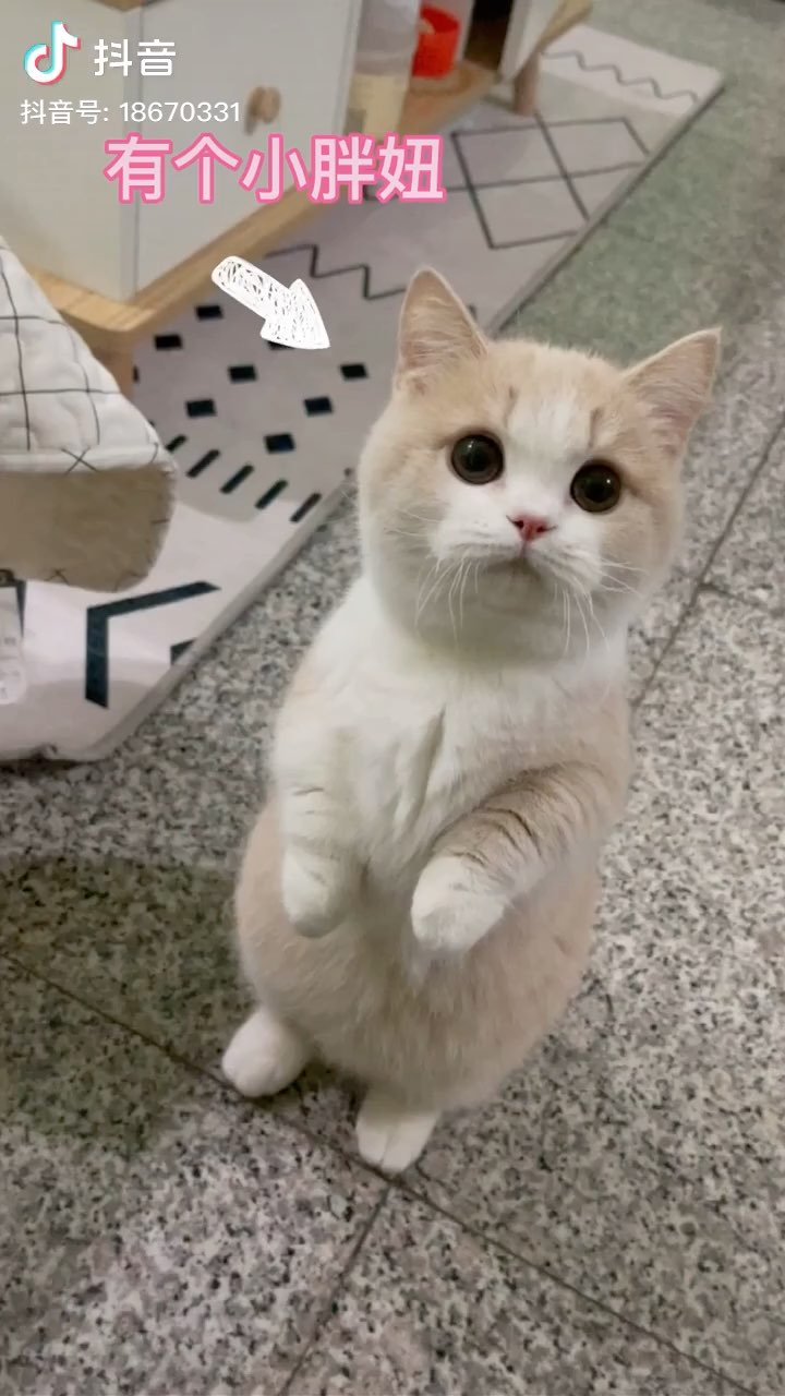 小猫咪站起来真可爱