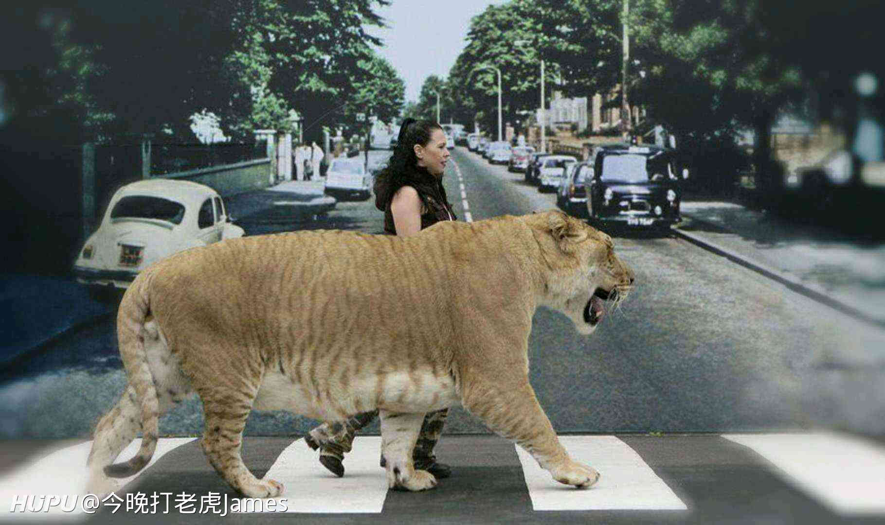 如果世界上真的有这种巨型猫咪,你会不会养? zt