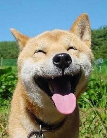 晒晒柴犬微笑照,天使下凡的绝世小可爱 zt