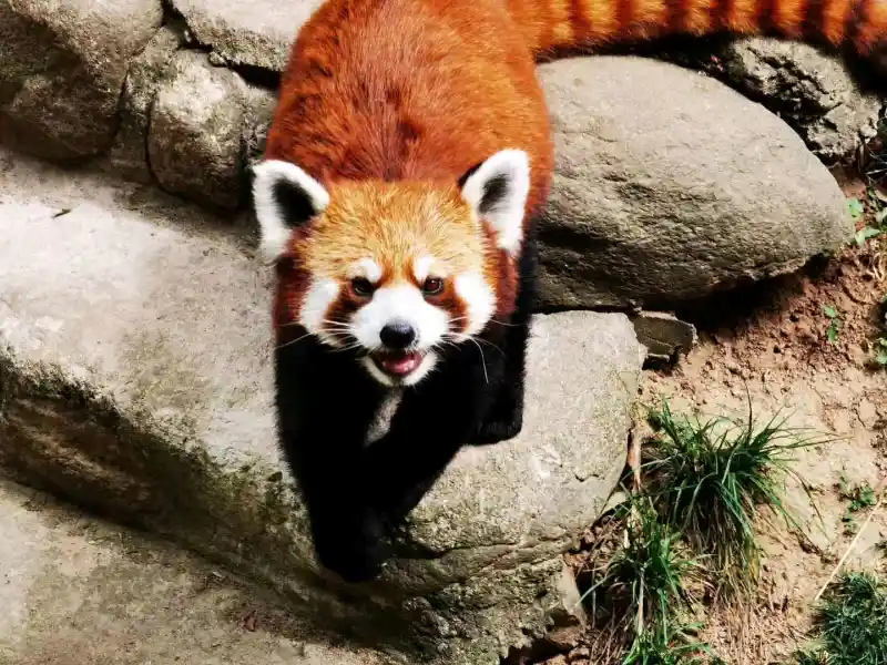 峨眉山金顶首次拍到小熊猫这镜头感什么水平