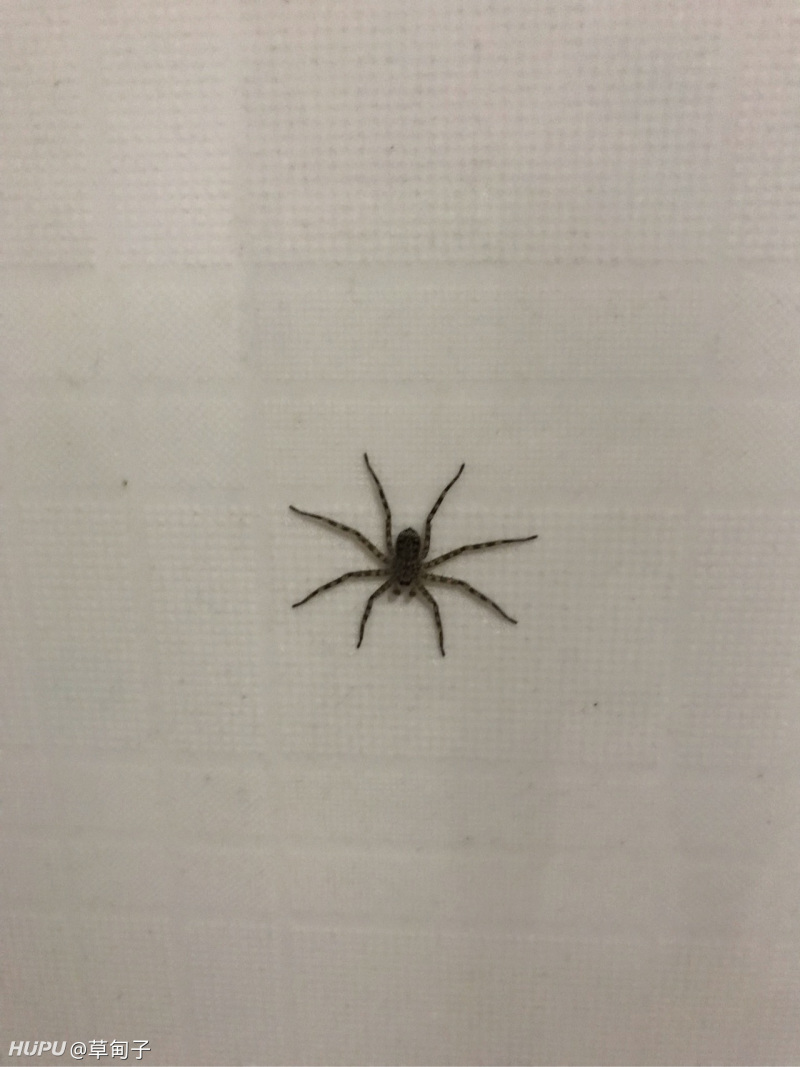 这种扁平的蜘蛛叫什么_虎扑