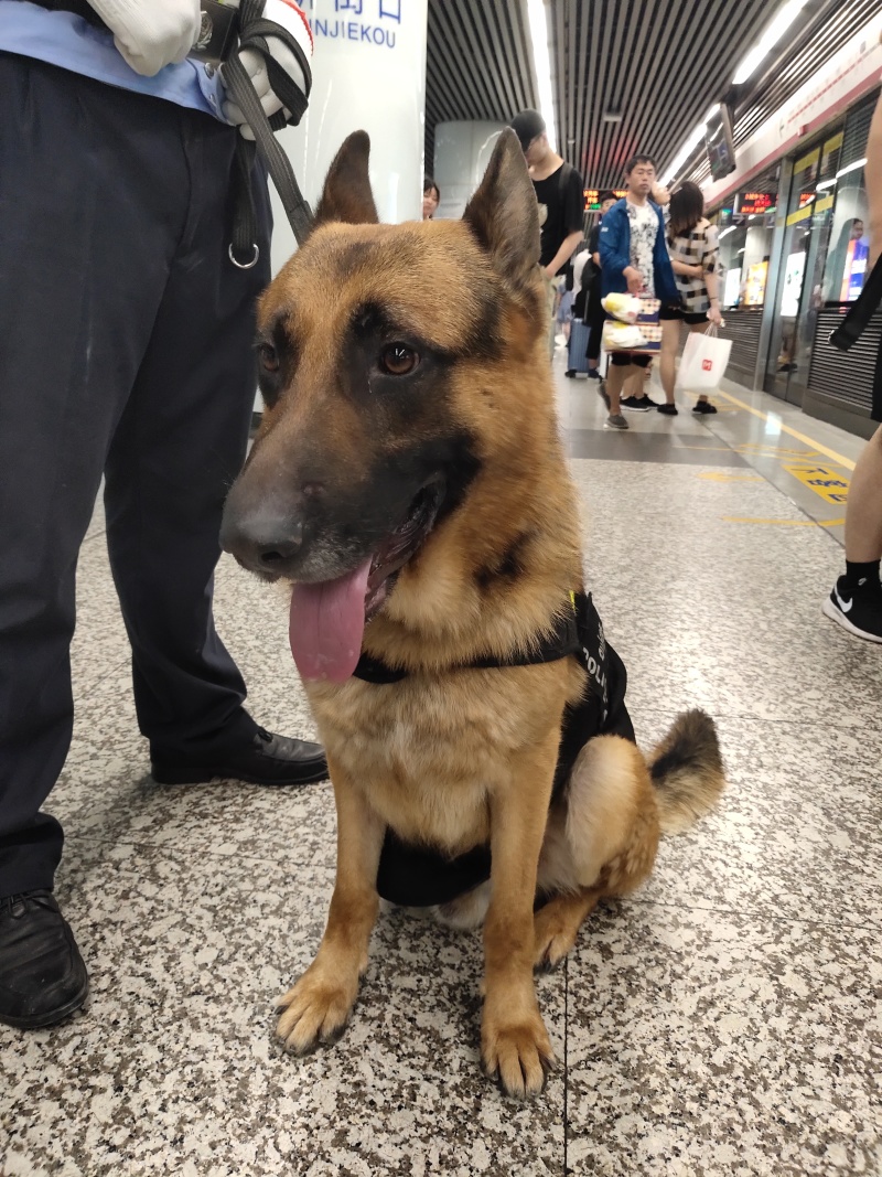 南京地铁偶遇警犬