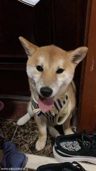 我有个朋友问,这个三千块买的柴犬是真柴吧