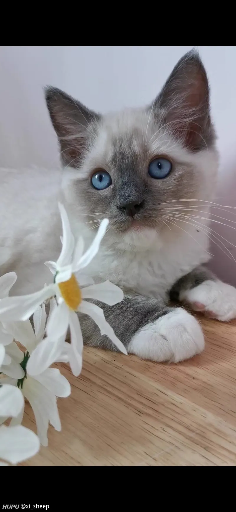 家里的小布偶与大橘猫 步行街主干道 虎扑社区 家里的小布偶与大橘猫 步行街主干道 虎扑社区