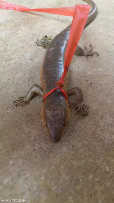 又到这蛇出没时候,你们那边叫什么蛇?