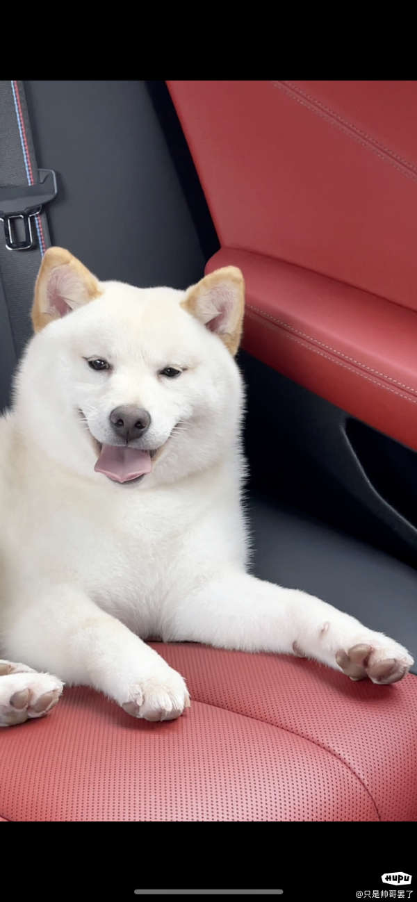 白豆柴7个月了 动物萌宠区 虎扑社区