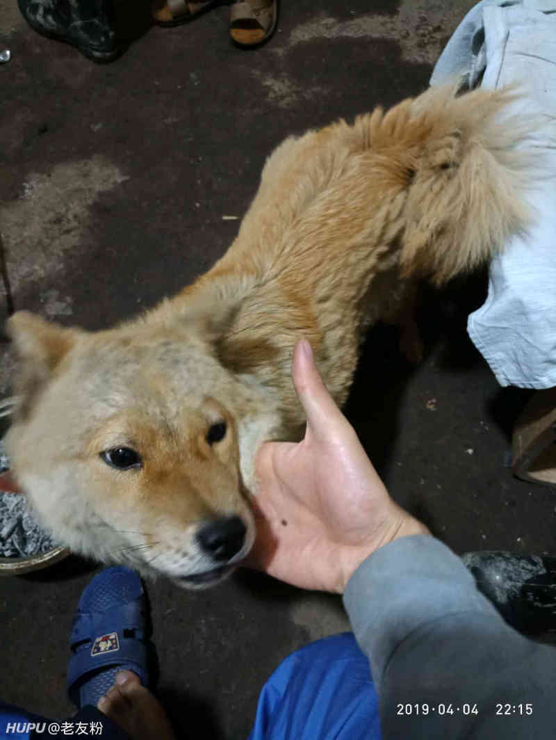 【虎扑晒狗日】晒狗得虎扑币!