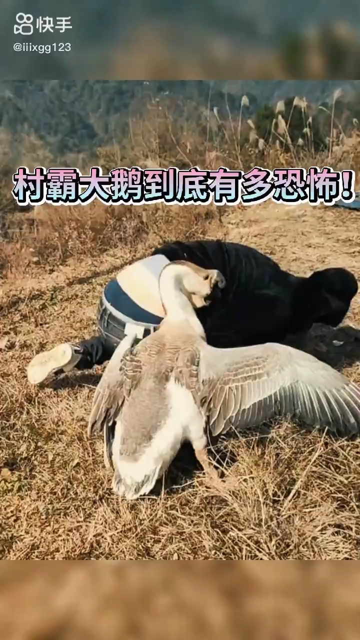 村霸欺压村民扫黑除鹅势在必行