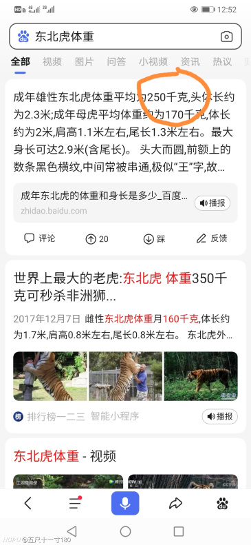 大家觉得这只老虎有多大 虎扑