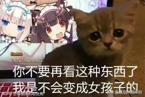 笼没关公猫一夜战5母猫累到打点滴 Zt 步行街主干道 虎扑社区