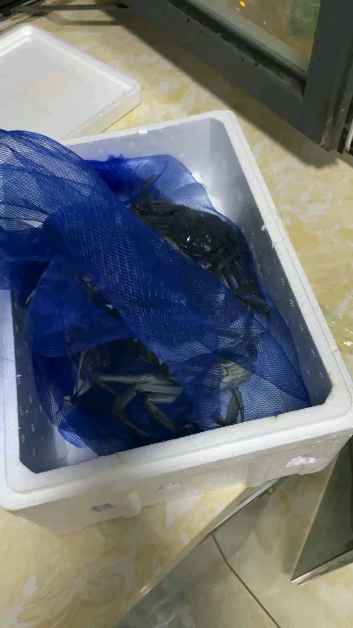 软黄金大闸蟹蟹苗