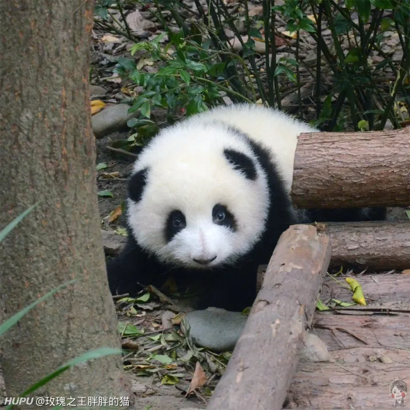 单论颜值的话 大熊猫和花属于什么水平 步行街主干道 虎扑社区
