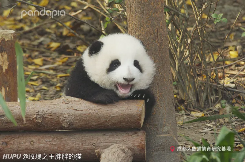 优享资讯 说熊猫都长一样的来看看 这下总分得清了吧