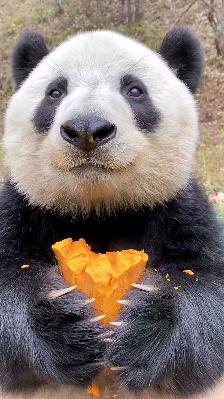 大熊猫吃西瓜,哎呀,真香.-动物萌宠区-虎扑社区