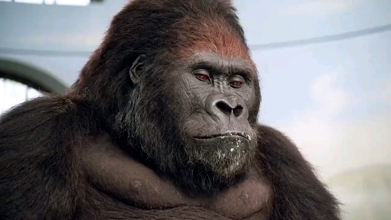 小鬼当街一只超有爱的大猩猩为了保护孩子跟坏人斗智斗勇zt