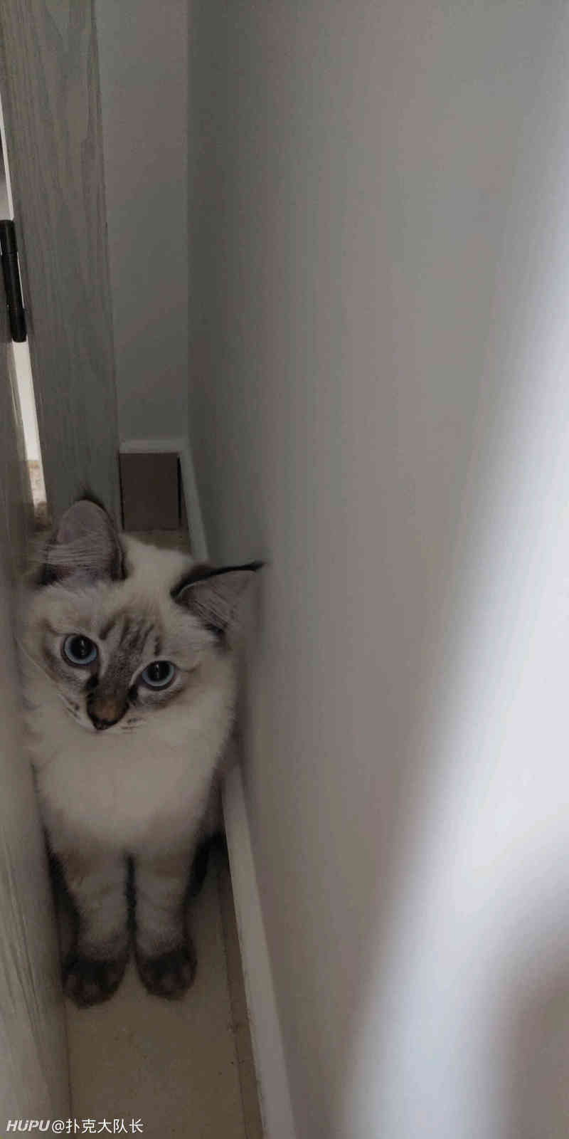 小猫有口臭怎么办 虎扑 小猫有口臭怎么办 虎扑
