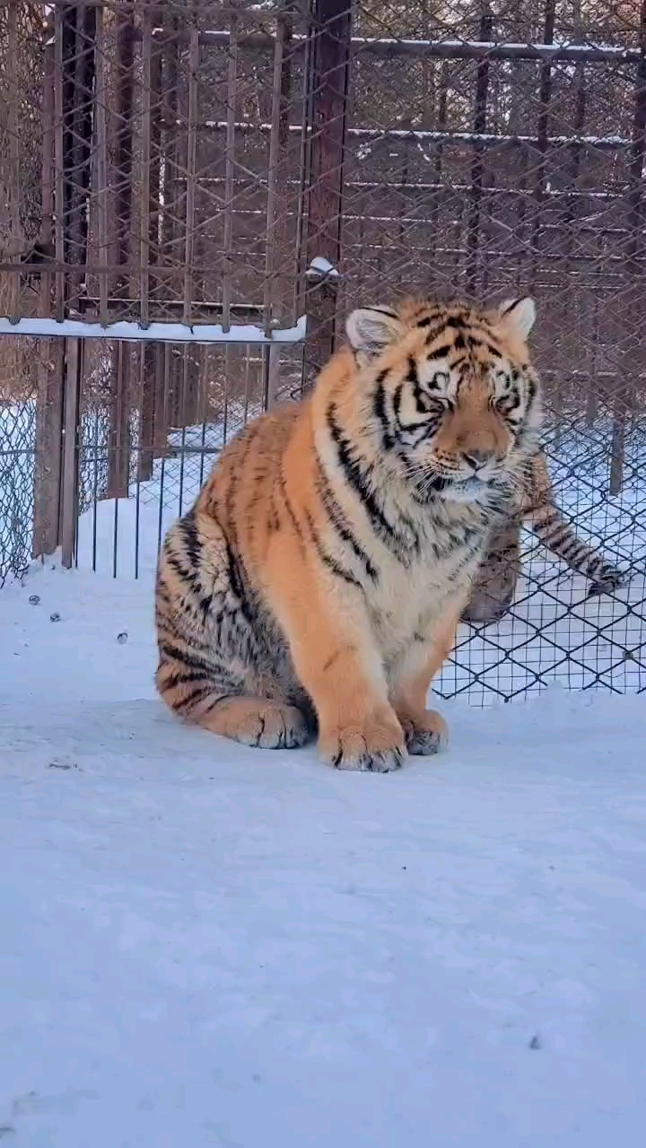 这就是传说中的胖虎吗