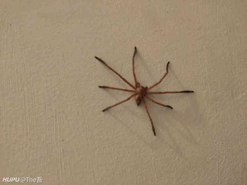 亲们 家里终于有了 高额白脚蜘蛛 惊喜啊 虎扑