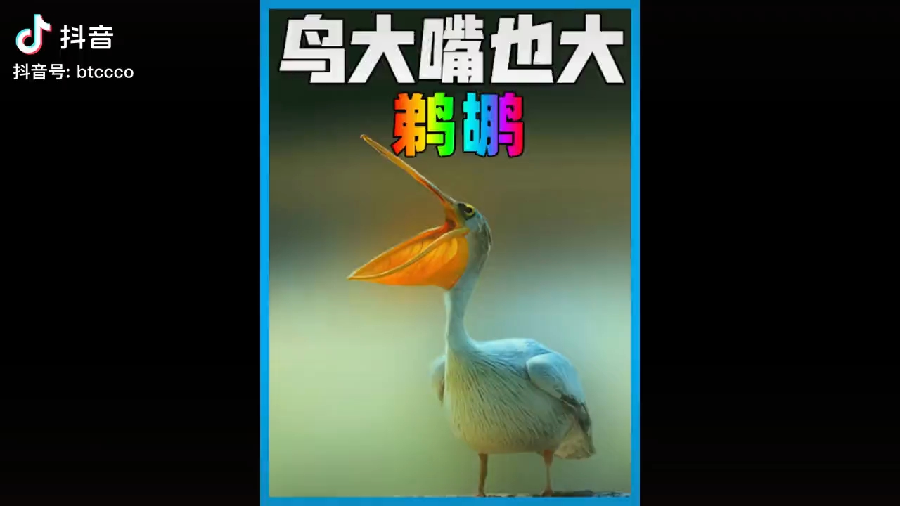 鹈鹕虎扑图片