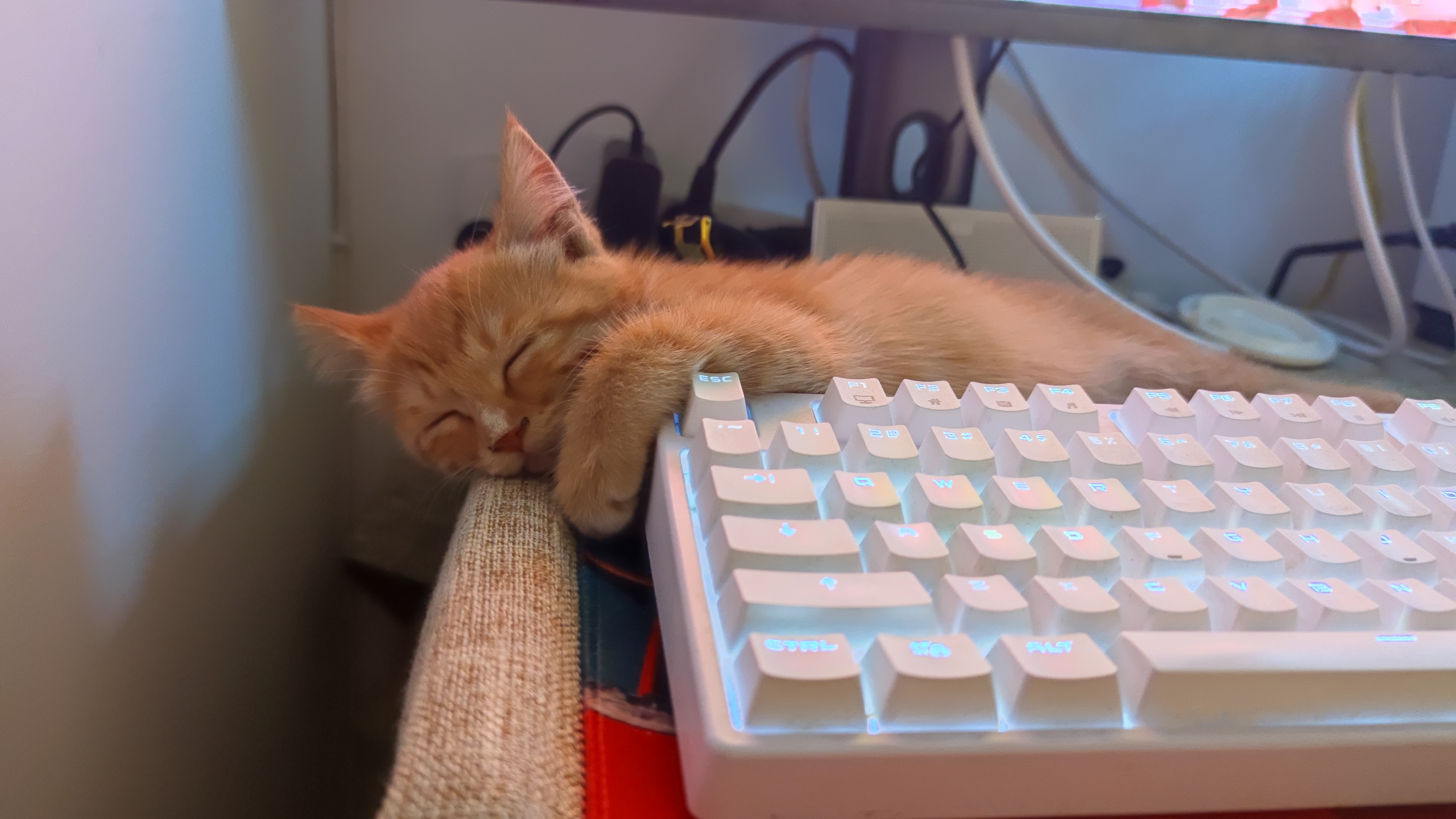 晒下我捡的猫_虎扑