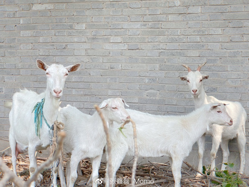大家觉得什么人事物情可称得上goat 虎扑