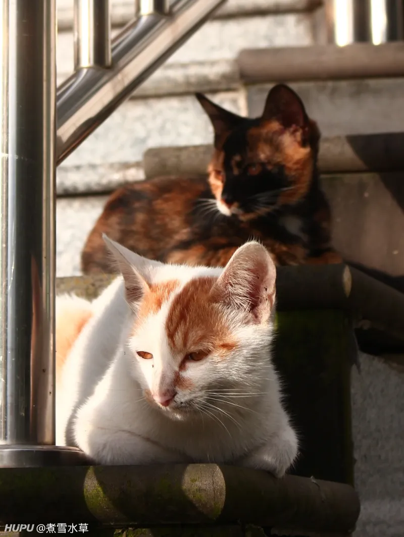 来看看我们学校里的流浪猫 是什么水平 步行街主干道 虎扑社区