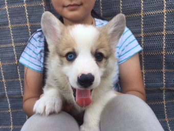 蓝眼柯基宝宝一枚,强壮暖男